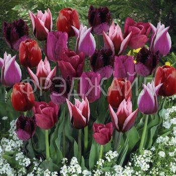 Тюльпаны темно-пурпурные, смесь