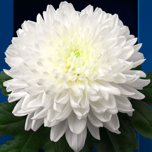 Онарида - новая белая шарообразная хризантема