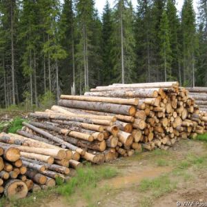 В Албании введен запрет на рубку деревьев