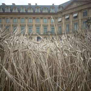 Модный дом Chanel на Вандомской площади устроил пшеничное поле