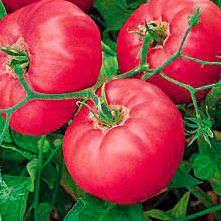 Найден новый способ увеличения срока хранения томатов
