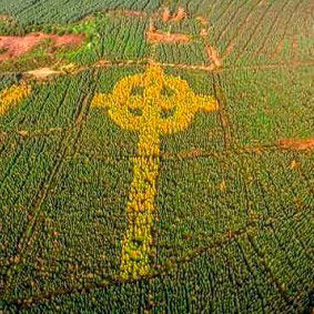  В Ирландии появился кельтский крест из живых деревьев