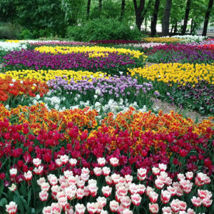 В Москве проходит Весенний фестиваль цветов 