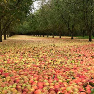 В Ирландии вода создала огромный ковер из яблок