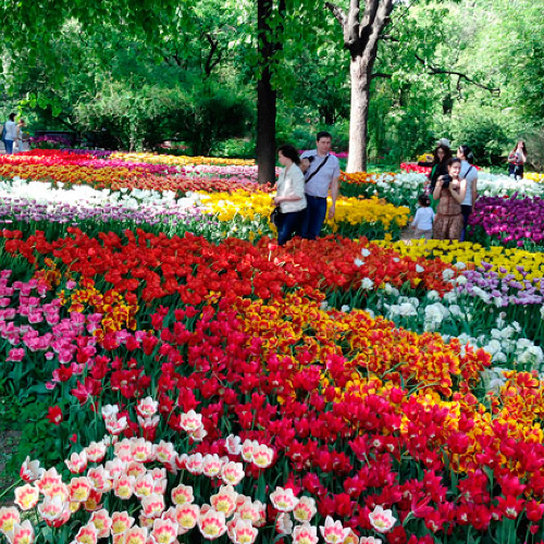 Ботанический сад МГУ "Аптекарский огород" готовится к Весеннему фестивалю цветов