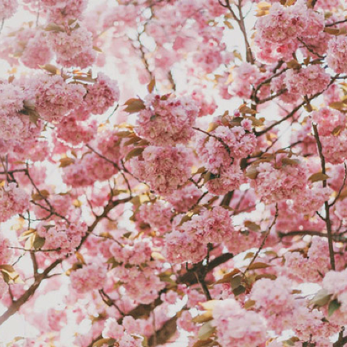 В Швеции начался сезон цветения сакуры