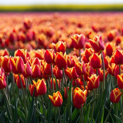 В Нидерландах вывели новый сорт тюльпана «Stay Strong»