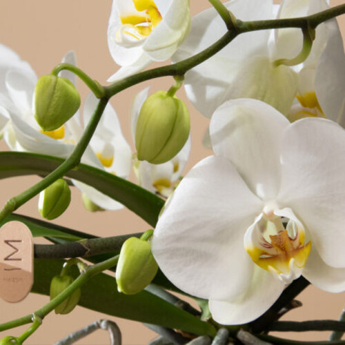 Открылась новая платформа продаж орхидей фаленопсис