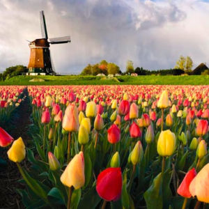 Завтра на ВВЦ состоится закладка цветочной экспозиции в честь 200-летия российско-голландской дружбы