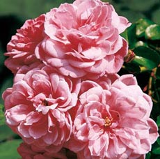 Роза Medley Soft Pink
