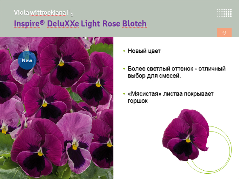 Pansy (Viola x wittrockiana) Inspire ® DeluXXe.