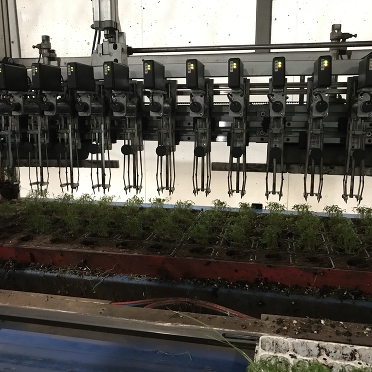 Young Plant Technology