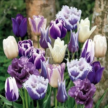 Тюльпаны пурпурных окрасок, смесь