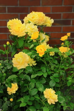 Роза флорибунда Anisade