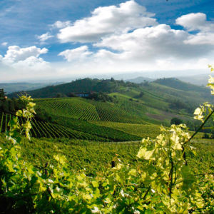 Виноградники Пьемонта внесены в список особо охраняемых объектов ЮНЕСКО