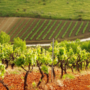 В Италии собрали худший за 64 года урожай винограда