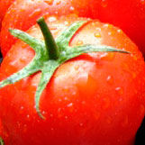 Специальные помидоры будут помогать в борьбе с лишним весом
