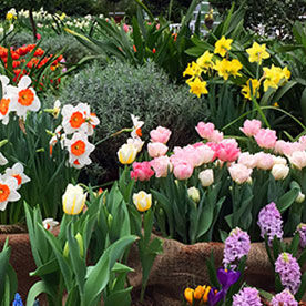 В «Аптекарском огороде» открылась выставка весенних цветов