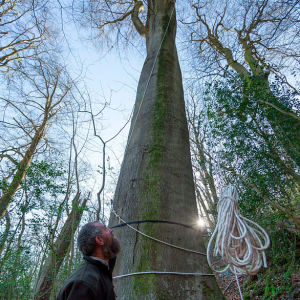 Бук высотой в 44 метра признан самым высоким деревом Британии