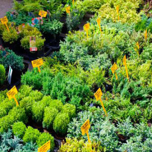 Сегодня в Казани откроется выставка «Зеленое хозяйство: весенний сезон»