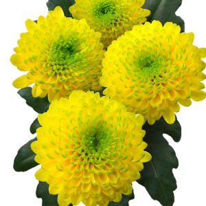Скай жёлтый - самая солнечная цветочная новинка 