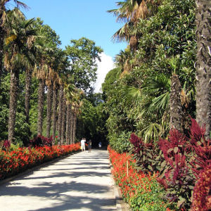 Никитский ботанический сад воссоздает свой розарий и реконструирует парк «Монтедор»