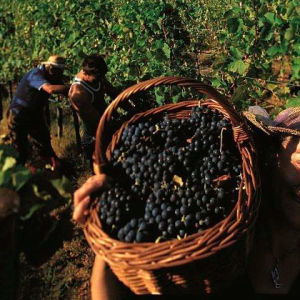 Итальянские виноделы ожидают рекордный урожай винограда
