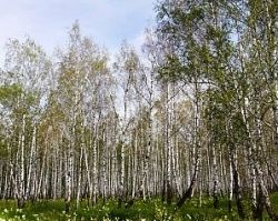 В Перми создадут новый древесный питомник