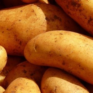 Лаборатория безвирусного картофеля будет создана в Воронежской области
