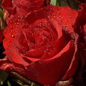 Красные розы по-прежнему лидеры продаж на 14 февраля