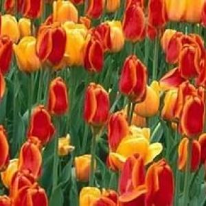 На ВДНХ к 8 марта вырастили 120 000 тюльпанов
