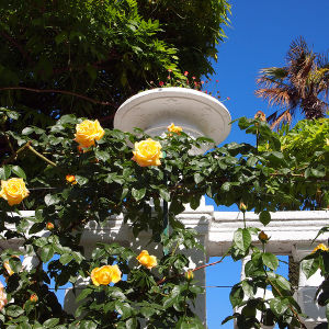 Никитский сад откроет «Царство роз» для инвалидов и молодых мам