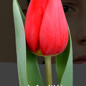 30 марта будет дано имя специальному тюльпану  