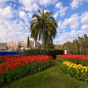 В мае Грегор Лерш проведет цветочный фестиваль в Сочи