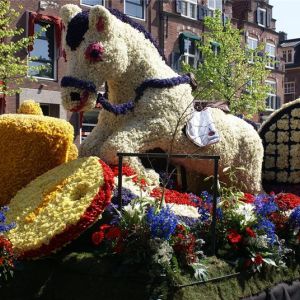 Сегодня начинается знаменитый парад цветов Bloemencorso