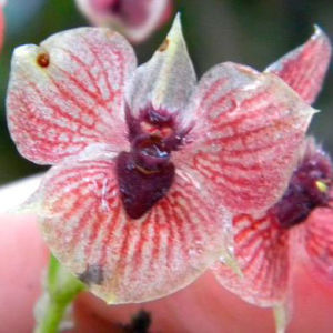 Найдена орхидея с «портретом» дьявола