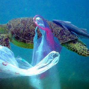В Великобритании резко снизилось использование пластиковых пакетов