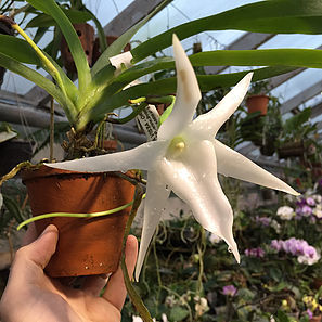 В «Аптекарском огороде» расцвела орхидея Звезда Дарвина 