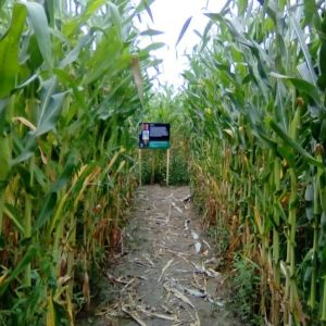 В Хорватии создали лабиринт в кукурузном поле
