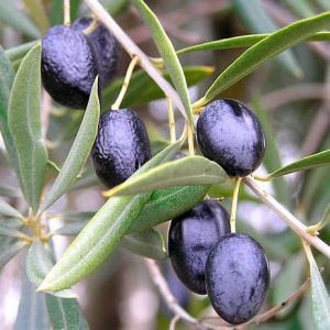 Производство оливкового масла резко сократилось