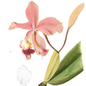 "Аптекарский огород" научит создавать гербарии из орхидей