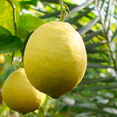 В Саратове выращивают гигантские лимоны