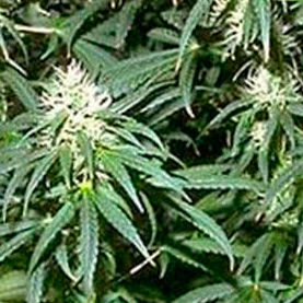 Нидерланды легализовали выращивание марихуаны