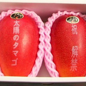 Два манго в Японии были проданы почти за 3,7 тыс. долларов