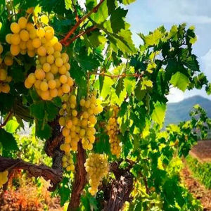 В Крыму задержаны 235 тысяч саженцев винограда из Италии
