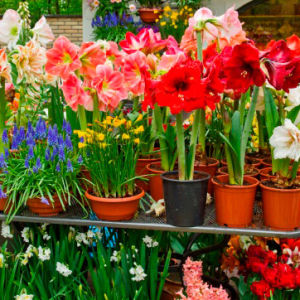 «Аптекарский огород» призывает не дарить цветочных букетов