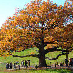 Белгородский дуб борется за звание старейшего дерева Европы