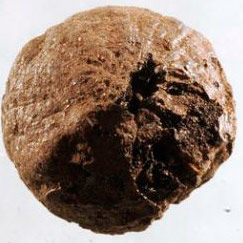 1500-летнюю луковицу нашли в Швеции