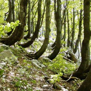 Хорватский буковый лес попал под защиту ЮНЕСКО