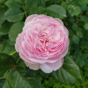 "Аптекарский огород" приглашает на выставку роз и редких декоративных растений